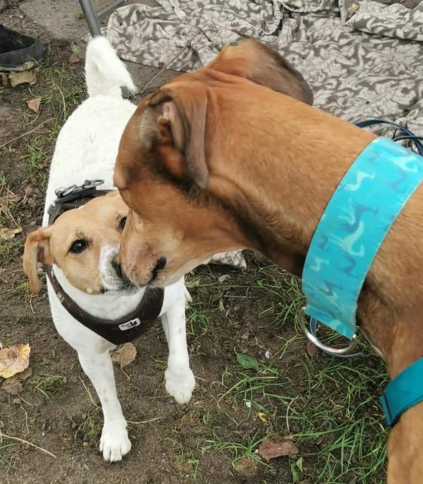 Bild Jackrussel Terrier und Greyhound küssen sich